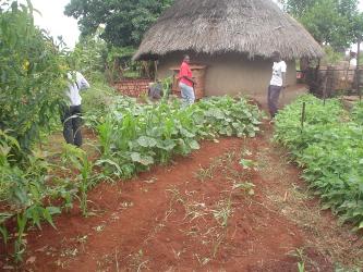 African permaculture garden
